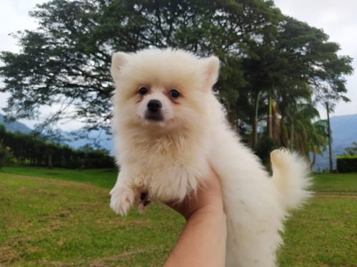 Cachorros Pomerania Mini Lulú Perros En Venta Cúcuta  