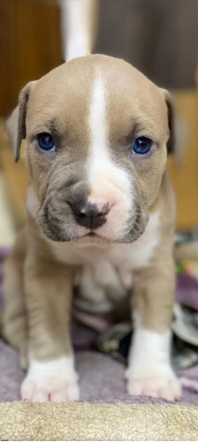 Cachorro Pitbull Blue Fawn,excelente Genetica