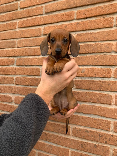 Bellos Salchichas Mini Dachshund Cachorros