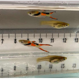 Guppy Endler - Black Bar, Scarlet, Blue Star & El Tigre