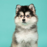 Cachorro Pomsky Puppy Ponsky Pomskie Perrito Cachorrito