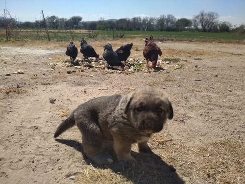 Cachorros Mastin Español, Camada 2025 Mayo