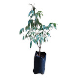 Árbol Para Bonsai Litchi