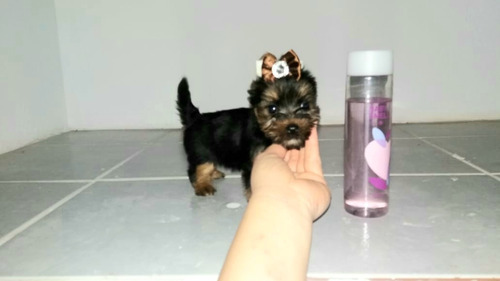 Promoção Corona Filhote Yorkshire Terrier Mini Fêmea