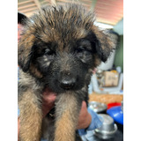 Cachorros Pastor Alemán Pelo Largo