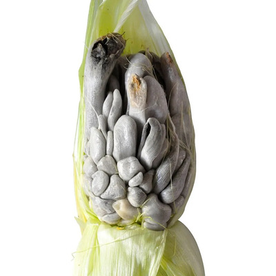 Micelio Para Producir Huitlacoche, Presentación Líquida  | Meses sin interés