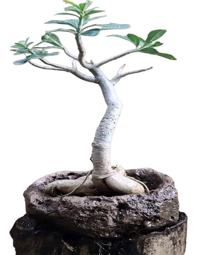 Adenium Obesum Bonsai Roca