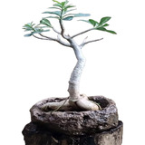 Adenium Obesum Bonsai Roca