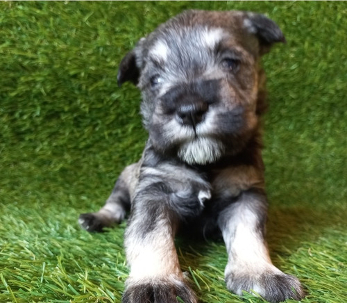 Schnauzer Mini S&p Sexo M & H(leer Descripcion)