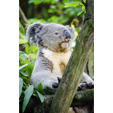 Vinilo Decorativo 50x75cm Koala Fauna Gris Gray Osos M4