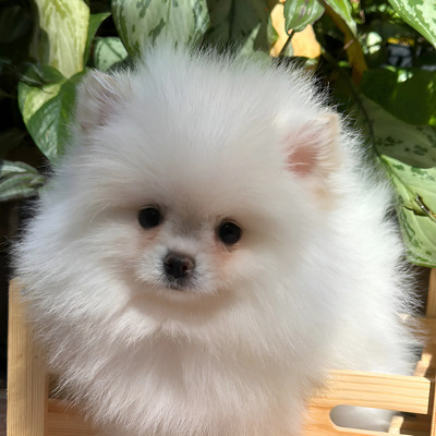 Pomerania Hembras Mini  Fotos Reales | Meses sin interés