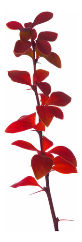 Berberis Rojo Thunbergii Pack 2 Ud Gratis A Rm No A Region