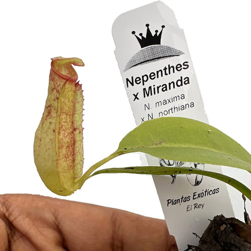 Nepenthes Miranda Maceta De 3  En Kit De Cultivo
