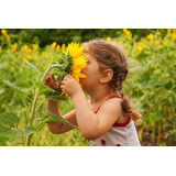 Semilla Flor De Girasol Surtidos Mix Y A