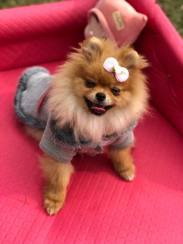 Cachorros Pomerania Mini Lulu Perros En Venta Disponibles