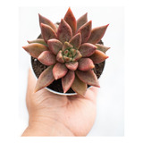 Echeveria Psyche Suculenta Colección N° 8