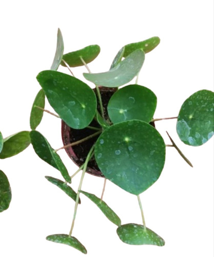 Planta Pilea Peperomioide Grande