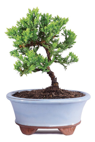 Brussel's Bonsai - Arbol Bonsai Para Interiores, Olla De Cer