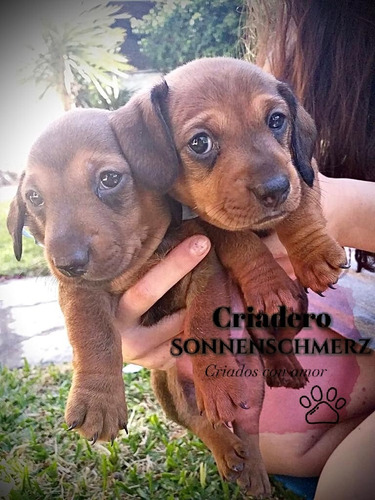 Cachorros Salchicha Dachshund - Pedigree -valor Seña/reserva