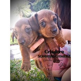 Cachorros Salchicha Dachshund - Pedigree -valor Seña/reserva