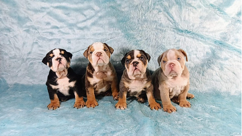 Bulldog Inglés Tri Black Blue Lilac Merle - Machos Y Hembras