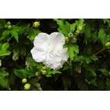 Sementes Hibisco Da Siria Hibiscus Syriacus Branco P/ Mudas