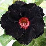 4 Semillas Rara Púrpura Negro Desierto Rose Adenium Obesum F