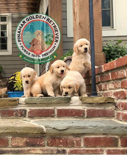 Golden Retriever Puros Machitos Y Hembritas Unicos. Envios 