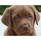 Cachorros Machos 100% Labrador - Criadero Tribu
