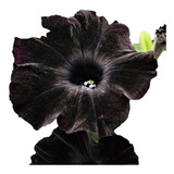 Petunia Negra 12 Semillas Frescas Exótica Rara ¡cómprala Ya!