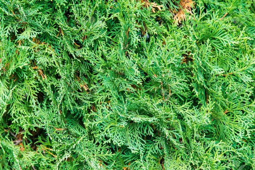 Plantas Cercos Vivos Thuja Tuya De Campo En Lts