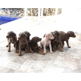 Cachorros Doberman Exóticos  De 46 Días De Nacidos