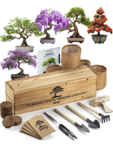 Avergo Kit De Arbol Bonsai  5 Arboles Bonzai Japoneses Unic