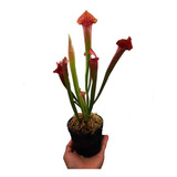 Planta Carnívora Sarracenia Judith Hindle 