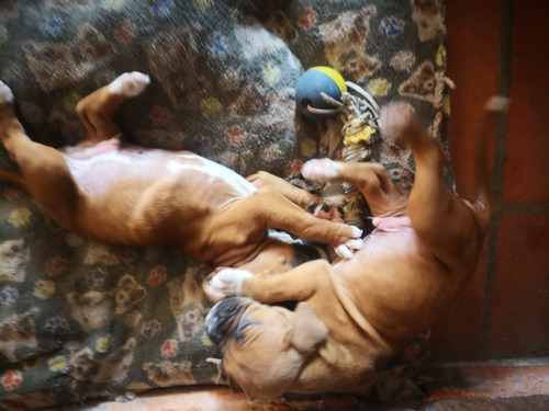 Cachorros Boxer Puebla