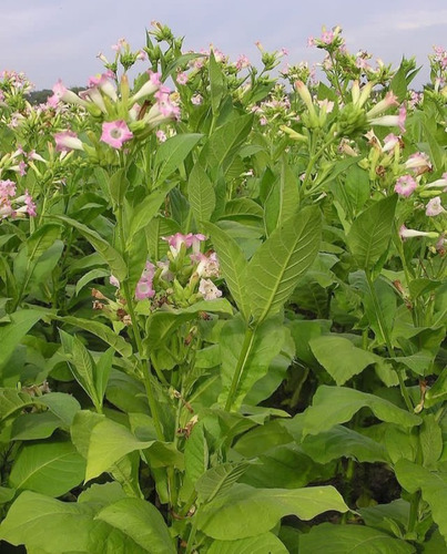 Semillas Planta De Tabaco