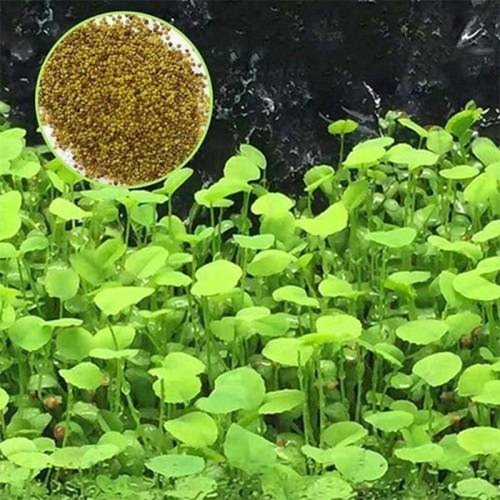 Semillas Planta Tapizante Pecera Acuario 200+ Marsilea Love