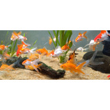 Goldfish Carassius Peces Agua Fria Surtidos 6cm X 10 Unid