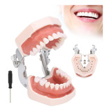 Tipodonto Dental Modelos Anatomicos 28 Dientes P/ Estudios