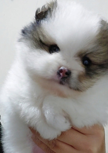 Cachorros Pomerania Hembras 