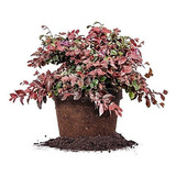 Fertilizante - Ruby Loropetalum - Galones, Planta Viva, Incl