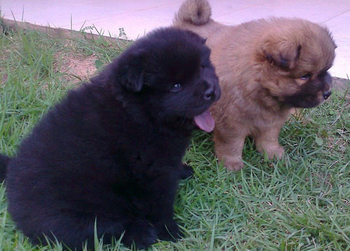 Chow Chow Lindos Filhotes Disponível