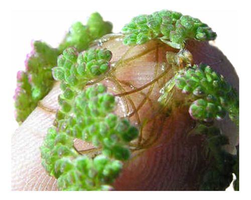 Azolla Ornamental Alimento Animal Fertilizante X 200 Gramos