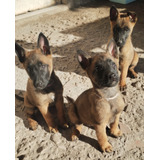 Cachorros Malinois