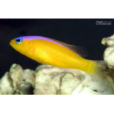 Pez Marino - Pictichromis Diadema - Perca Diadema