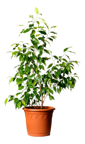 Ficus - Planta De Interior - 