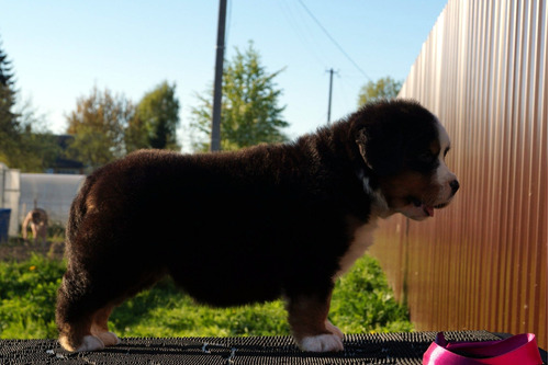 Sensacional Boyero Pedigri Microchip Garantía D Vida 40