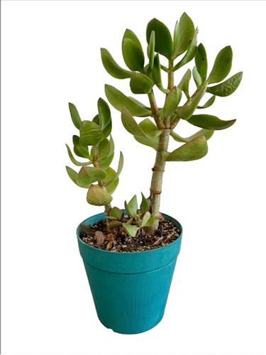 Plantas: Suculenta Crassula Ovata Maceta Plástica Verde