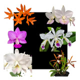 Kit De 6 Orquidea Cattleya Especie Selecionadas - Cod 01