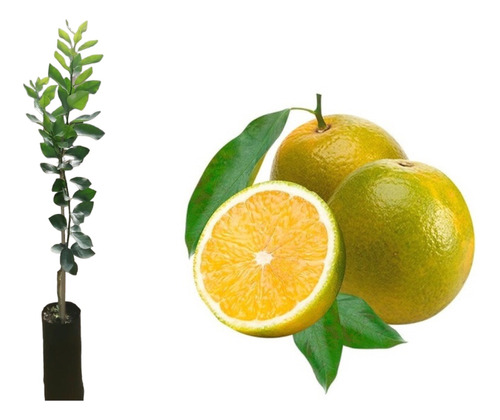 Muda De Laranja Pera 70cm Produz Em 1 Ano Enxertada